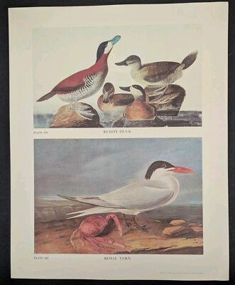 Ruddy Duck Royal Tern Plate 428 429 Ltd Ed 750 John James Audubon Folio 1966