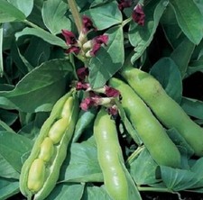 Semillas de frijol ancho Bunyard Exhibition semillas vegetales frijoles semillas de frijol ancho