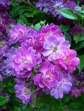 Rambler Rose  'Veilchenblau'  bareroot