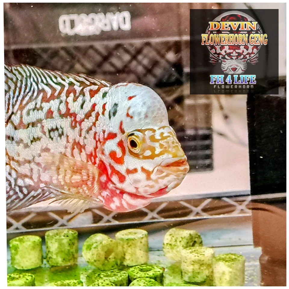 VVIP FULL WHITE PEARL KAMFA F2 4.5" DERIVED FROM WHITE TIGER KML - Image 2 of 4