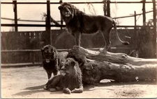 RPPC POSTCARD OF MALE LIONS IN UNKOWN ZOO