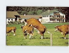 Postcard "How the Udder Half Lives" Filmed in Bavarian Alps