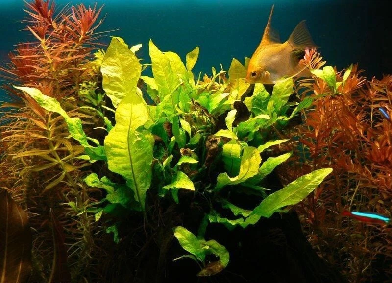 BUY 2 GET 1 FREE Java Fern Microsorum pteropus Live Aquarium Plants BEGINNER - Image 3 of 4