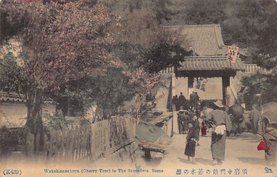 Japan - KOBE - Cherry Tree in the Sumadera Suma