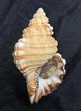 RANELLIDAE Cymatium parthenopeus 134.2mm Dakar, Senegal 2015