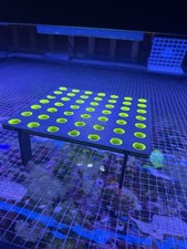 Coral Frag Rack