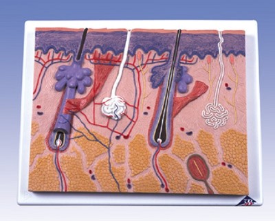 NEW 3B Scientific Anatomical Human Skin Model J10