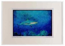 427019 Caribbean Reef Shark Prowls The Reef Watercolour Picture Frame