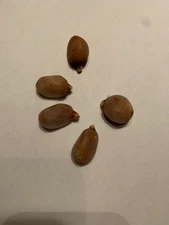 5  Sprouted Cycad Seeds - Zamia inermis Seeds - Very Rare - Freshly Havested