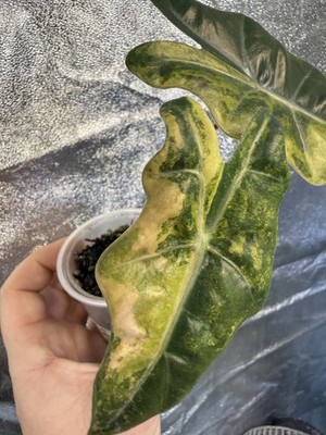 alocasia Pseudo Sanderiana Tri Color Variegated | eBay