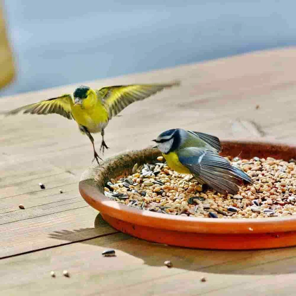 Streufutter 10 kg, Vogelfutter Wildvogelfutter 4 Jahreszeiten Premium Mischung - Bild 3 von 4