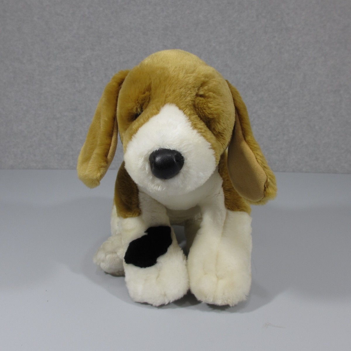 13 Inch Beagle 13 Inch Beagles For Sale Gumtree Beagle Puppies For