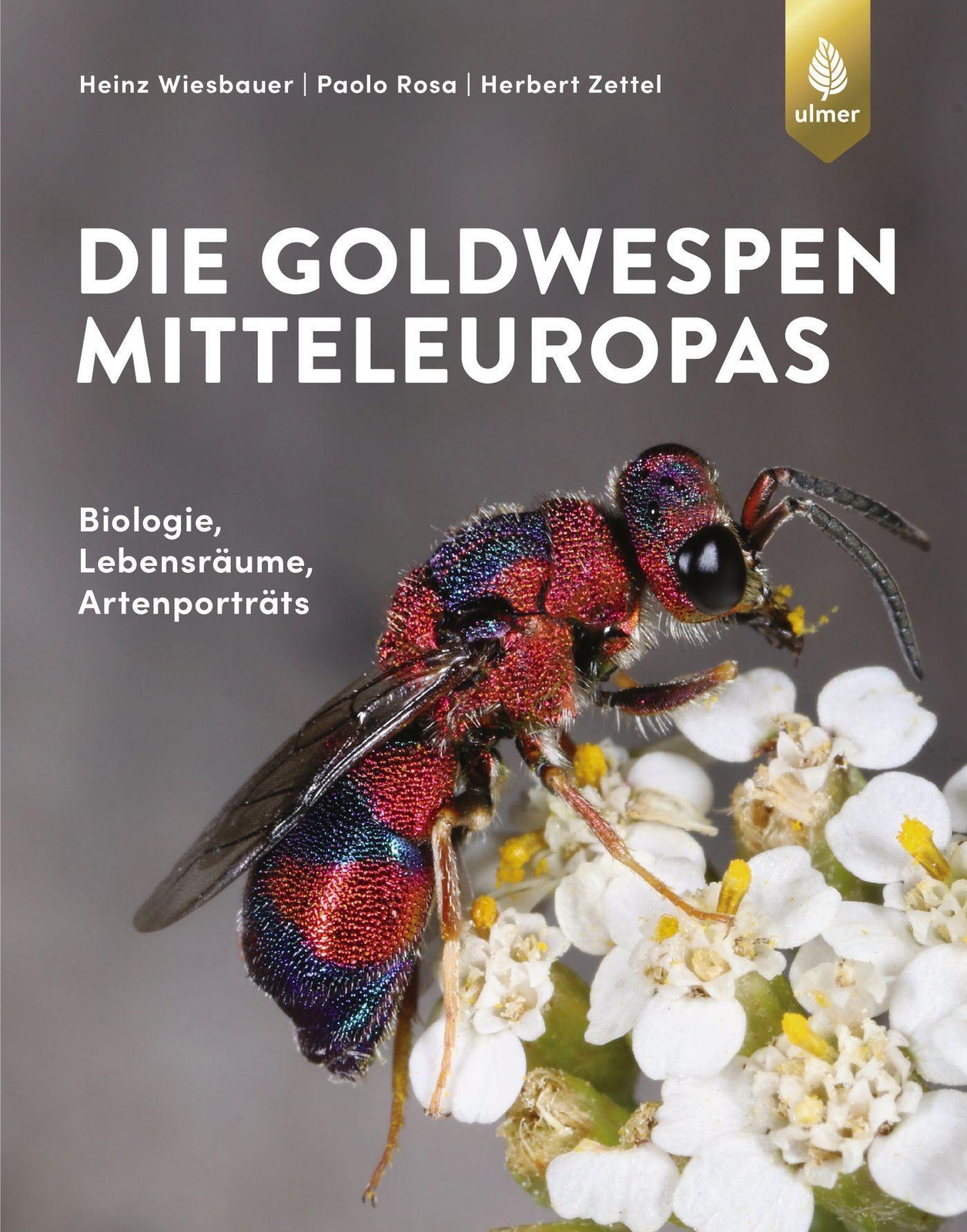 Thumbnail - Die Godwespen Mitteleuropas | Biologie, Lebensräume, Artenportraits |