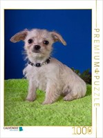 Calvendo Puzzle An Image From The Chihuahua Puppies Calendar | 1000 Pieces, Fini