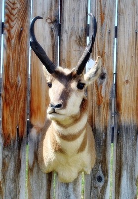 Pronghorn Antelope #2 Taxidermy Shoulder Mount Montana Mount