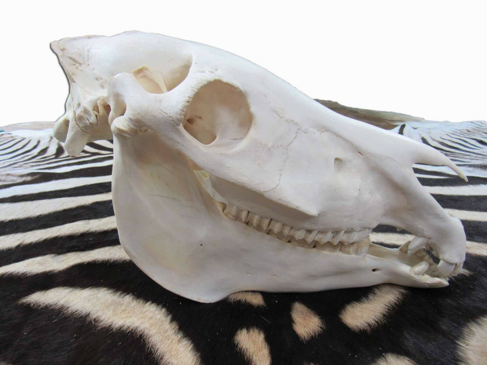 Zebra Skull African Zebra Full Skull Animal Skull African Zebra Real