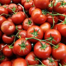 Oregon Spring Tomato Seeds, Cool Climate Tomato, NON-GMO, Heirloom, FREE SHIP
