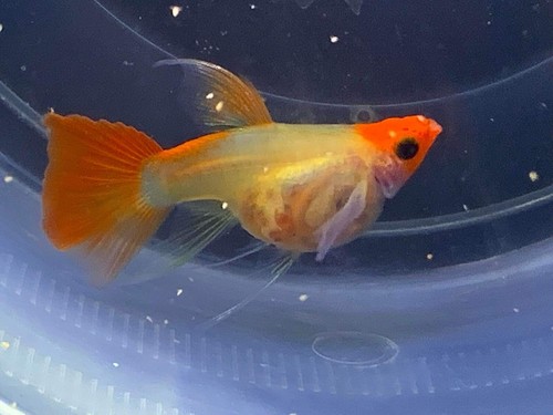 Pre-order 1 Pair Koi Glass belly Short body Ribbon Fish Aquarium (1 day ship)