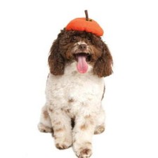 Rubie's Pet Shop Boutique Dog Halloween Dress Up Costumes - Choose Your Style