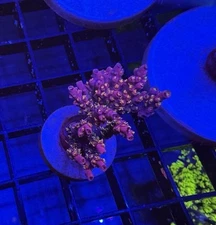 WWC Pink Passion Acropora Frag