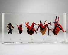 Comparative Hearts, Real Animal Hearts in Resin, Oddities, Carassius auratus