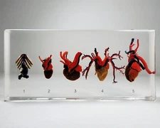 Comparative Hearts, Real Animal Hearts in Resin, Oddities, Carassius auratus