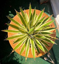 AGAVE "SHIRA ITO NO OHI" - EXTREM SELTEN-in Deutschland eigentlich nie angeboten