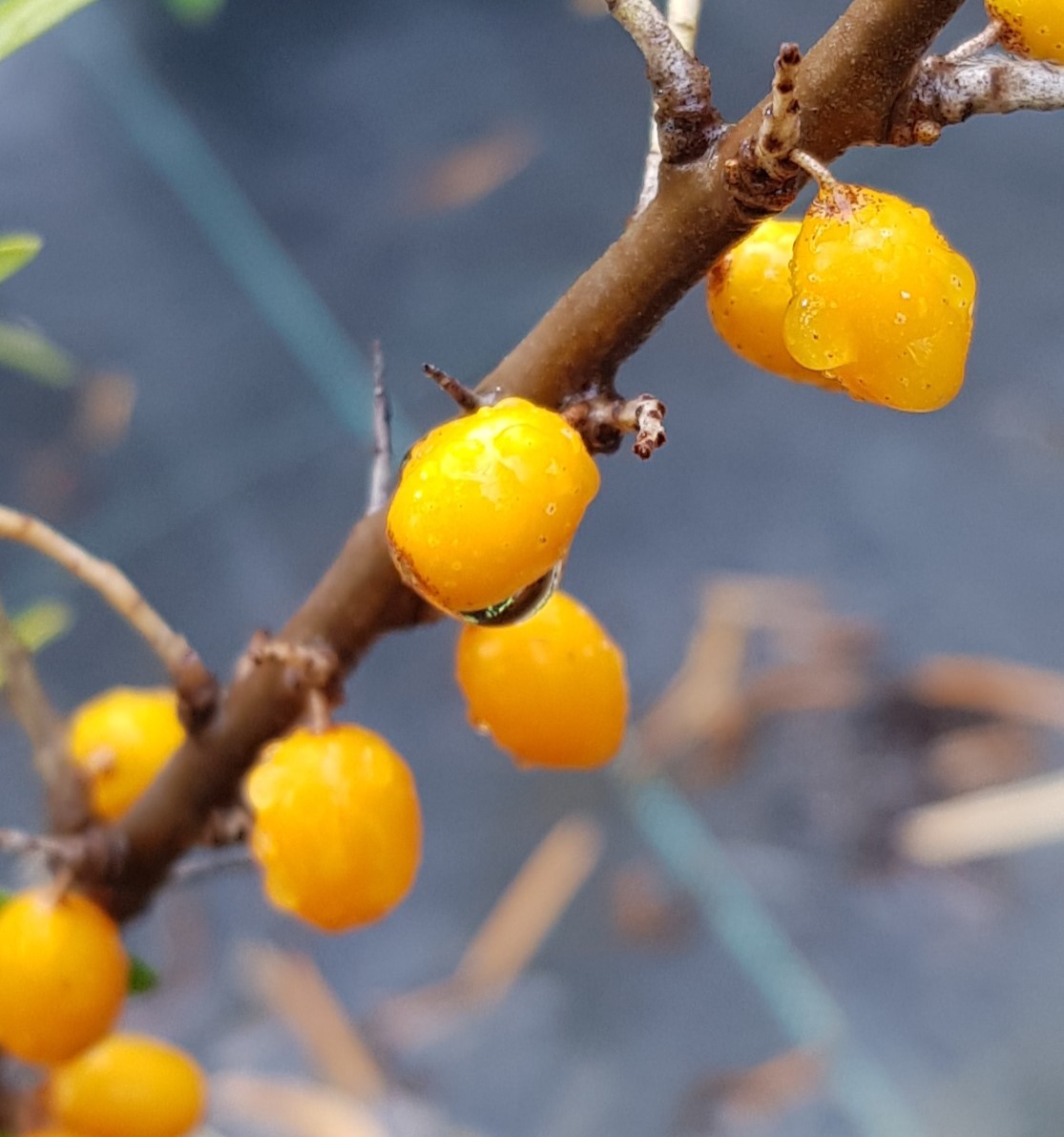Argousier femelle 'Hergo' Hippophae rhamnoides conteneur pour sol sablonneux