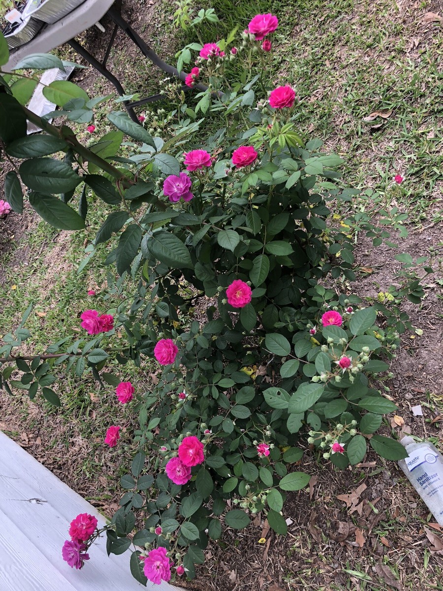 Seven Sisters Rose (6) 10 inch Cuttings | eBay