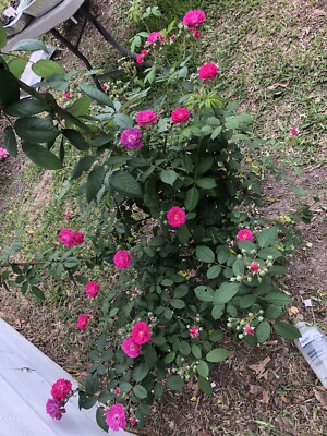 Seven Sisters Rose (6) 10 inch Cuttings