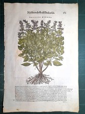 MATTIOLI MATTHIOLI Erbario a figure grandi originale del 1604 BASILICO MEZANO