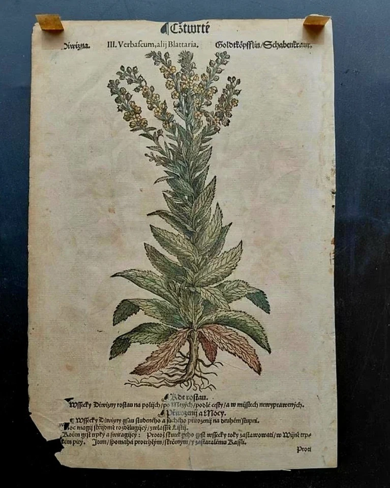 HERBARIUM 1596 -  Czech translation of Mattiol's Herbal 1562 - Image 3 of 4