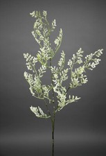 Limonium Statice Strandflieder