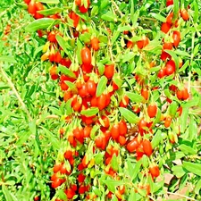 GOJI BERRY SEEDS SPRING PERENNIAL NON-GMO CHINESE WOLFBERRY HARDY FRUIT 25 SEEDS