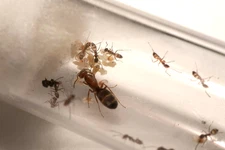 Dorymyrmex bureni 5-15 Worker Colony | Pyramid  Ant (Feeder)