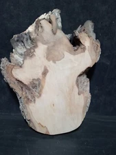 S-1824 Maple Burl Slab  12"x7-10"x1"