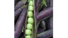 Blue Shelling Pea Seeds, NON-GMO, Blauwschokkers Pea, Purple-Blue Pod, FREE SHIP