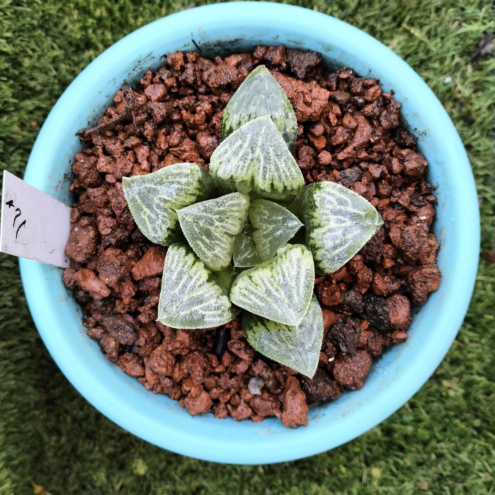 haworthia Rare plant 24, about 9cm Succulent