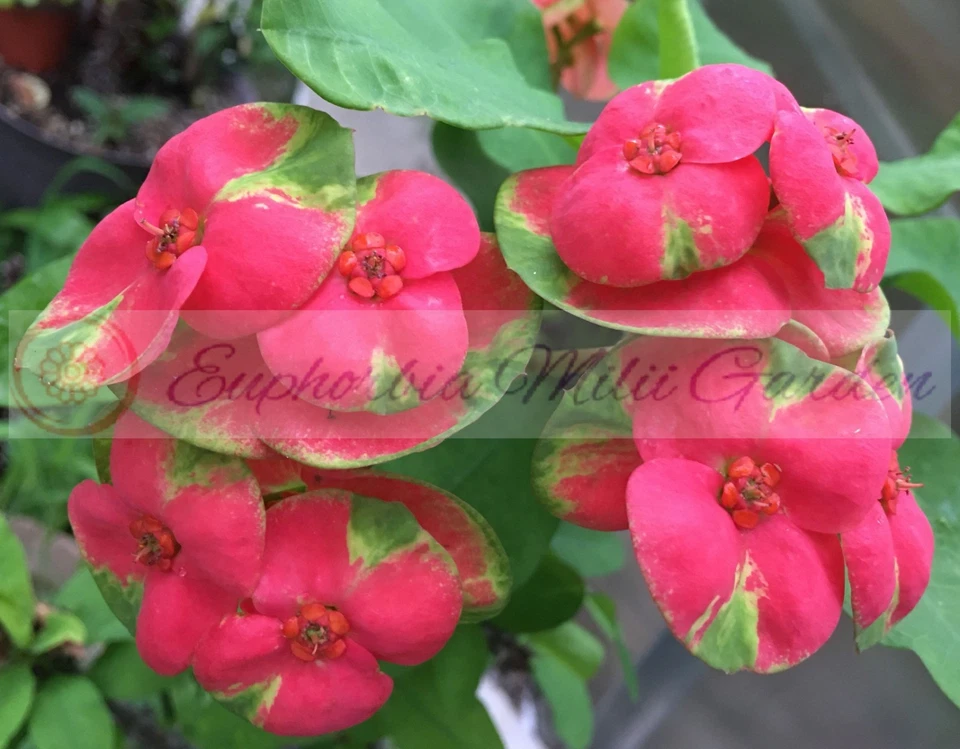 Euphorbia Milii Crown of Thorns FLAME of the FOREST Corona d'Cristo Thai Hybrid - Image 2 of 4