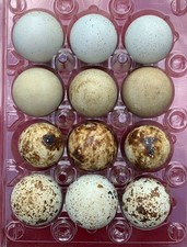 12 Hollow Desert Collection Quail Eggs - Hand...