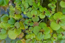 lot Plante flottante aquatique + de 10 cératophyllum +3000 lentilles d'eau