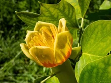 15 TULIP POPLAR TREE Yellow Flower Liriodendron Tulipifera Whitewood Seeds