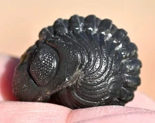 Trilobite Fossil out of Matrix, Phacops, from Morocco #2