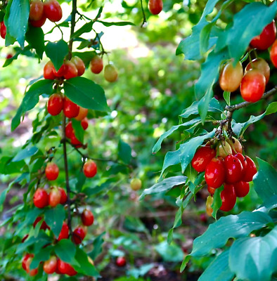 Cornus mas 20-40cm -