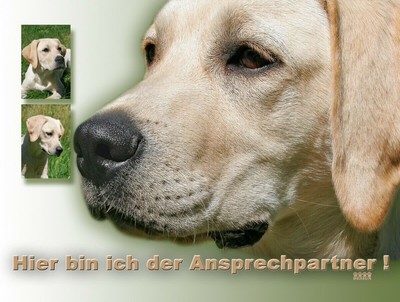 Labrador Retriever Warnschild Aus Alu-Dibond – 20x30 Cm, 3 Mm Dick, Wetterfest Für Innen & Außen