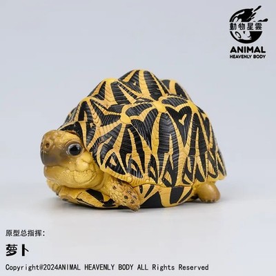 【In-Stock】Animal Heavenly Body Indian Star Tortoise Statue Geochelone elegans