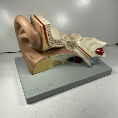 Altay Scientific Human Ear Anatomical Model Diagram