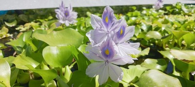 Water Hyacinth (Pontederia [Eichhornia] crassipes) - MINIMUM ORDER (3 plants)