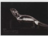 2024 Topps Allen & Ginter Oregon Zoo X-Ray #XR-6 Bearded Dragon