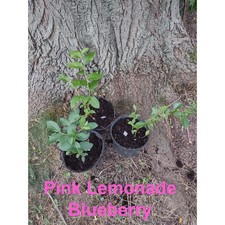 Pink Lemonade Blueberry Plant Live Fruit Shrub Pink Berries Garden